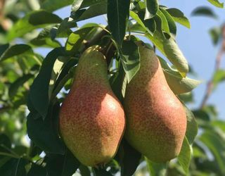 Цьогорічні втрати врожаю плодів, ягід і горіхів оцінюють у 8-10 млрд гривень